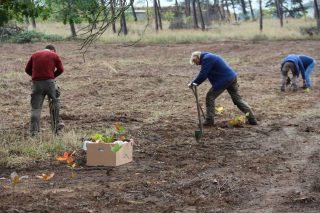 Pflanzung der ersten Roteichen auf der Fläche in Randau/Magdeburg. Weitere 8.000 folgen noch bis Jahresende.