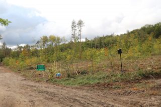 Die rund ein Hektar große und stark geschädigte Waldfläche in der Dölauer Heide muss für die Bepflanzung noch vorbereitet werden, ehe dort im Frühjahr 2021 die restlichen 8.000 Traubeneichen gepflanzt werden können.