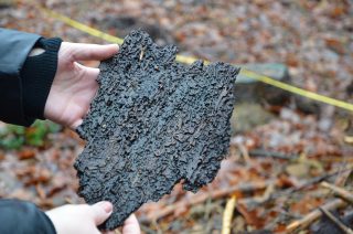 Nachdem viele Bäume in deutschen Wäldern stark von den Hitzesommern geschädigt wurden, sind sie danach vom Borkenkäfer befallen worden und mussten gerodet werden.