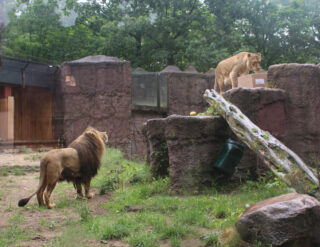 LOTTO Mecklenburg-Vorpommern ist Pate der beiden Löwen Aramis und Lula. (Foto: LOTTO Mecklenburg-Vorpommern)