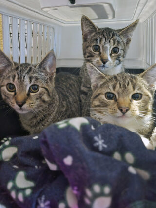 Keine Katze wird im Stich gelassen: Diese drei Kitten konnten bei der Wiehentierhilfe ein temporäres Zuhause finden.